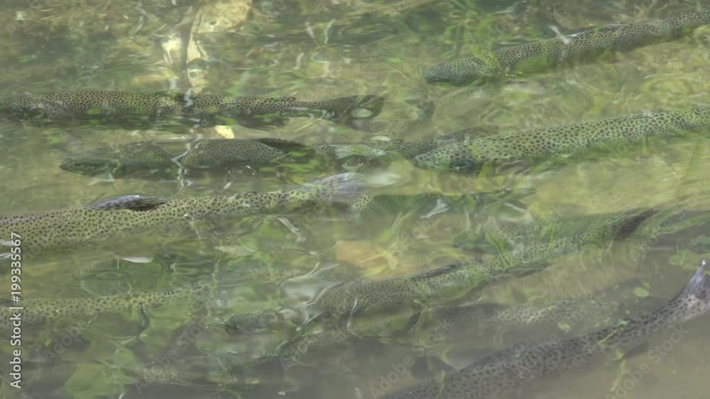 Fishes in Aquarium, Sea Life View Underwater, Animals in Nature 4K Fishes in Aquarium, Sea Life View Underwater, Animals in Nature 4K