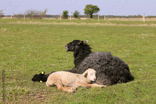 фотографія Black, karakul sheep, with two lambs, in the field.