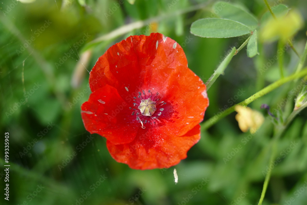 Mohnblume auf Wiese Mohnblume auf Wiese
