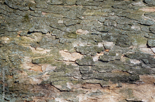 Obraz na płótnie cracked tree bark w salonie
