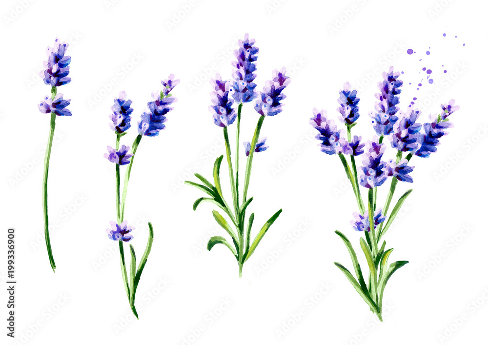 Lavender summer bouquet collection. Watercolor hand drawn vertical illustration, isolated on white background Lavender summer bouquet collection. Watercolor hand drawn vertical illustration, isolated on white background