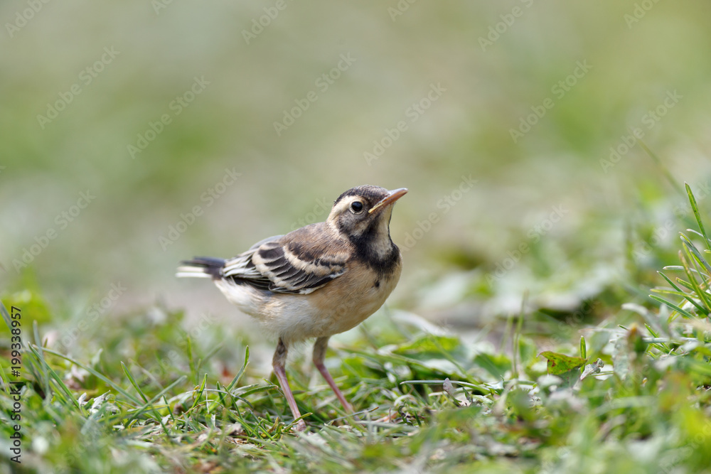 Citrine Wagtail (Motacilla werae) Citrine Wagtail (Motacilla werae)