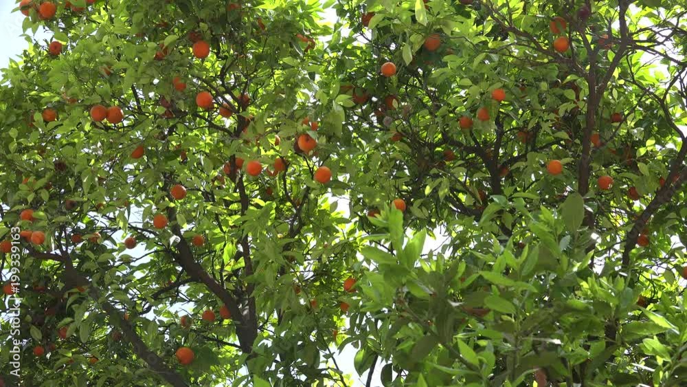 Orange Fruits Tree in Orchard, Harvest, Fresh Juicy Tropical Citrus Fruits 4K Orange Fruits Tree in Orchard, Harvest, Fresh Juicy Tropical Citrus Fruits 4K