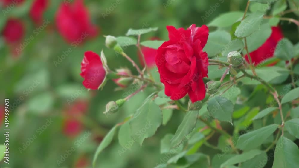 Flowers of dog-rose (rosehip) growing in nature Flowers of dog-rose (rosehip) growing in nature