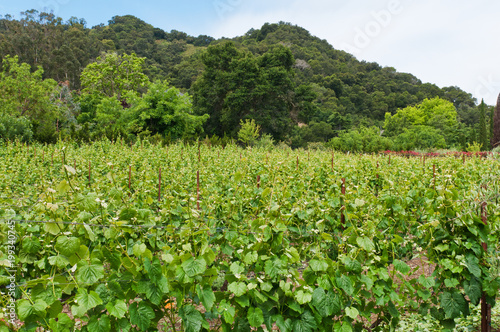 Vineyard