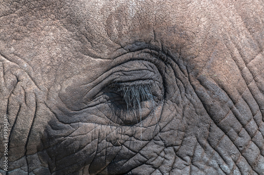 Rippled Patterns and Textures on Head of African Elephant Rippled Patterns and Textures on Head of African Elephant