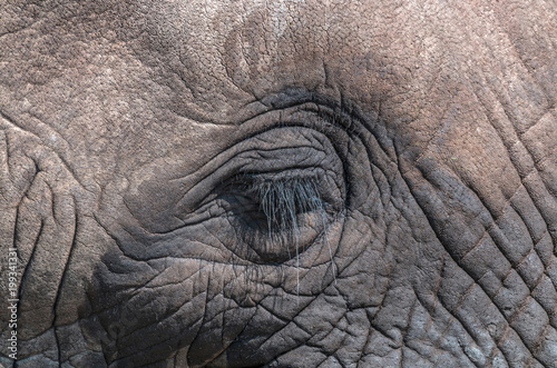 Rippled Patterns and Textures on Head of African Elephant