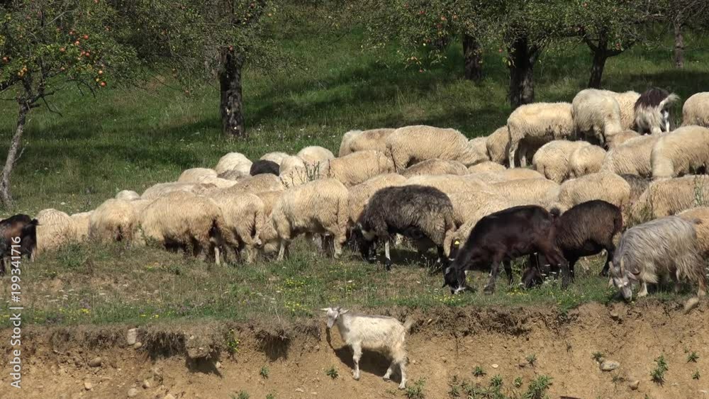 Sheep Grazing on Grassland, Flock Herd of Billy Goats on Meadow in Mountain 4K Sheep Grazing on Grassland, Flock Herd of Billy Goats on Meadow in Mountain 4K