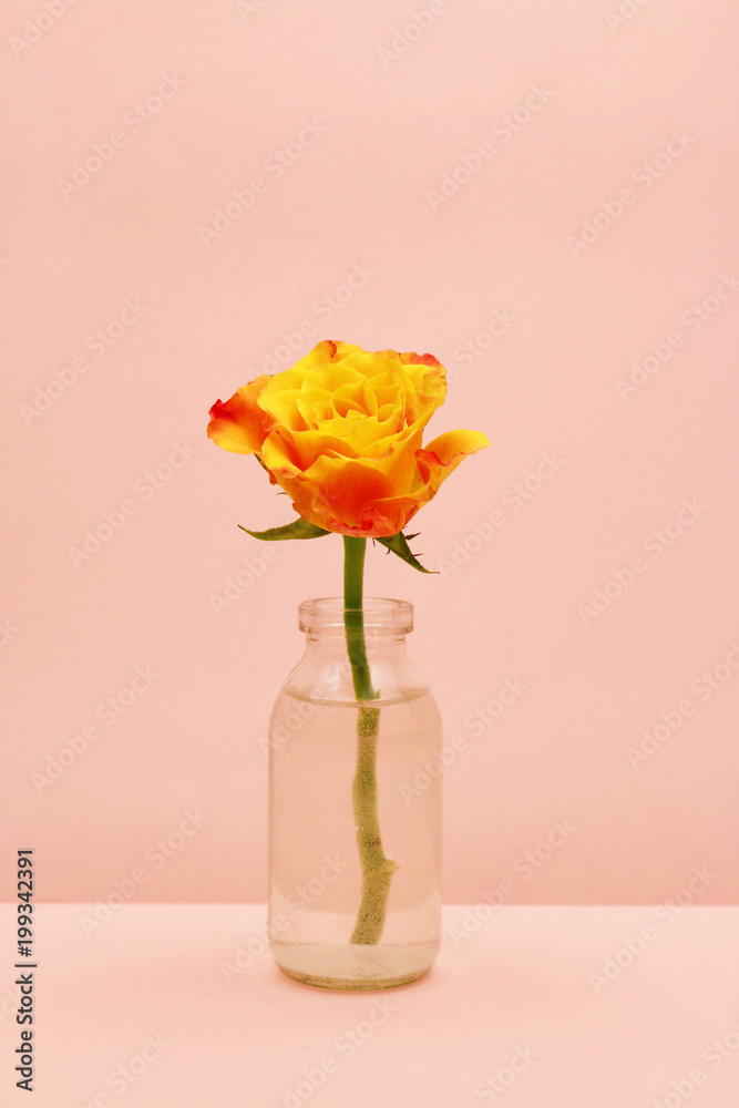 Obraz premium Single rose in a glass bottle on pink background