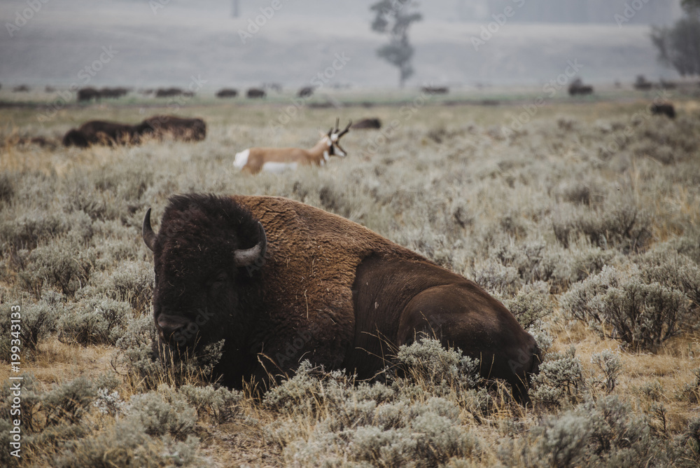 American bison sitting on field at Yellowstone National Park American bison sitting on field at Yellowstone National Park