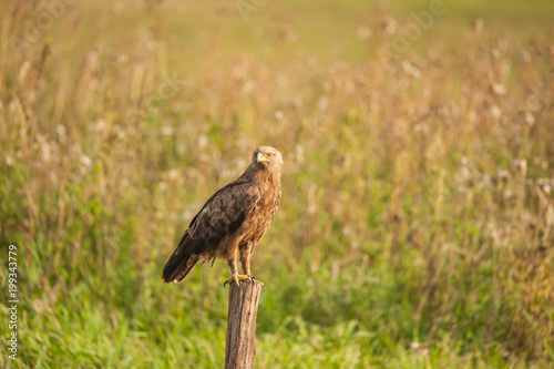 Schreiadler, der kleinste Adler Deutschlands, sitzt auf einem Pfahl, Hintergrund Wiese photo