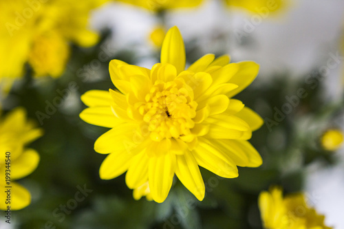 Macro picture of flowers in a garden 