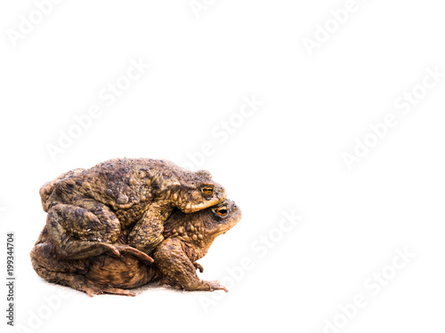 Two mating toads bufo bufo on white background