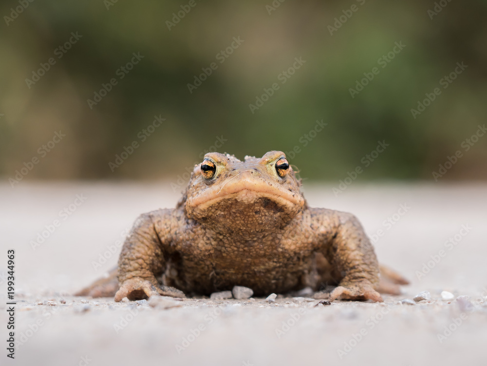 One toad bufo bufo looking to a camera One toad bufo bufo looking to a camera