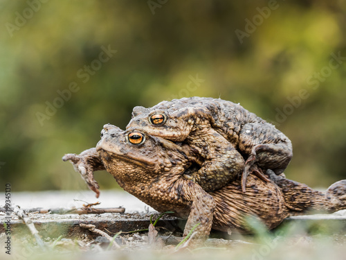 Two mating toads bufo bufo