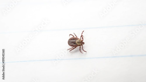 Hard tick crawls on white background. Dermacentor. Macro shot.