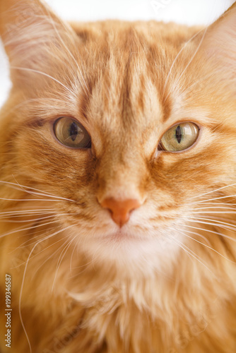 Brown Cat, Red Male Cat, Ginger Cat