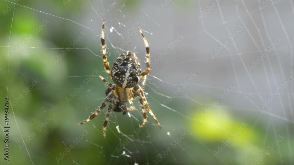 Professional video of cross spider on the spider web in 4k slow motion 60fps Professional video of cross spider on the spider web in 4k slow motion 60fps