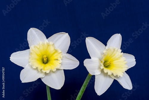 Fototapeta Naklejka Na Ścianę i Meble -  two big a narcissus flower closeup