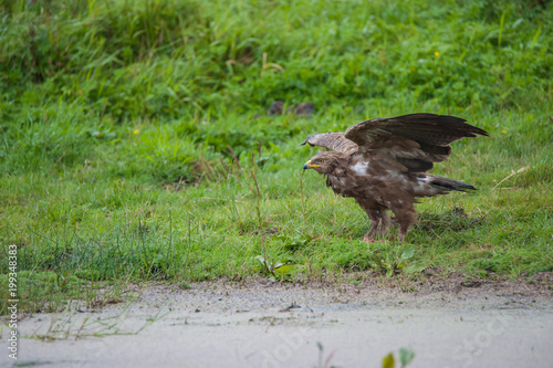 Schreiadler im Regenguss, seltenster und kleinster Greifvogel Deutschlands,schüttelt sein Gefieder nach Regenguss aus