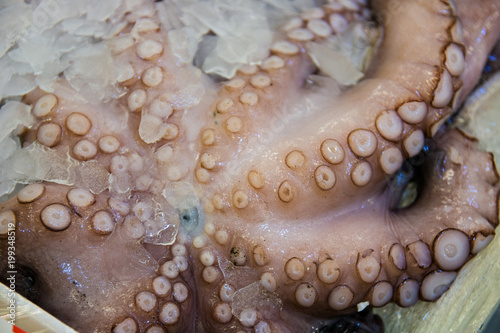 fresh octopus closeup on display in fish department