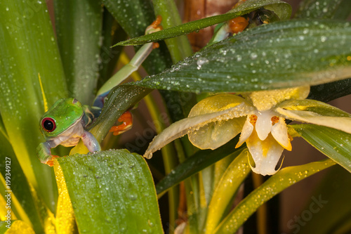 Red-eyed tree frogs playing between orchids 