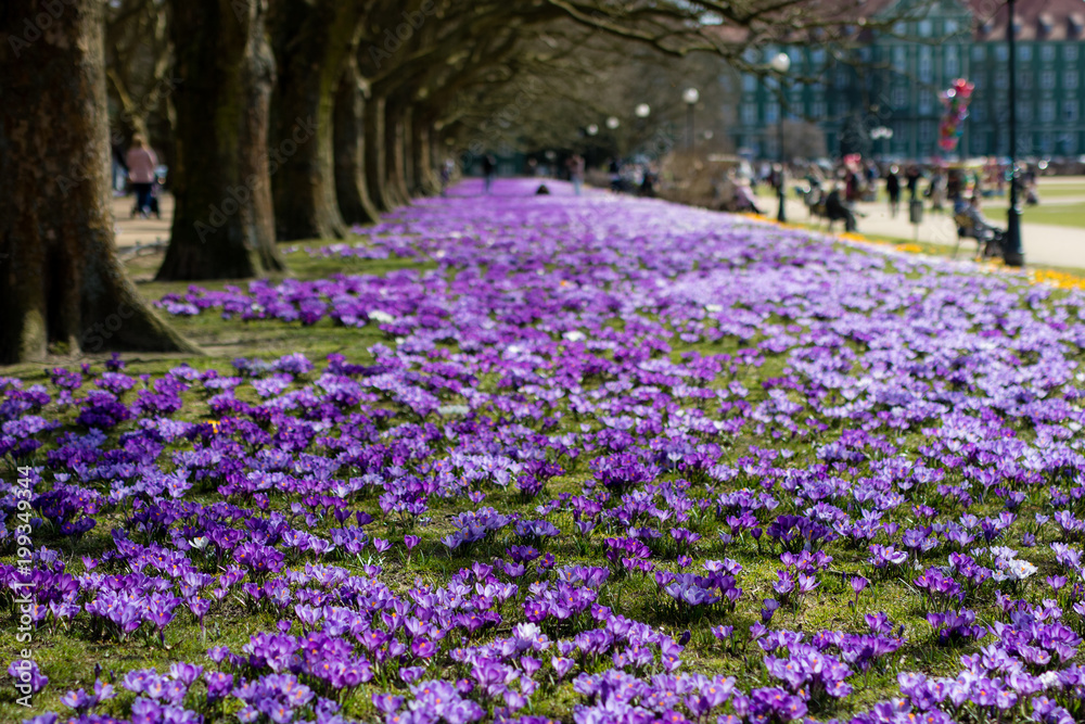 Beautiful colorful crocuses in a large city park. A spring flowerbed in the shade of large trees.