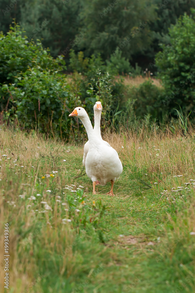 A pair of white geese A pair of white geese
