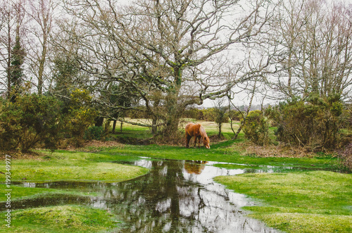 New Forest Pony grazing in the New Forest, Dorset, England photo