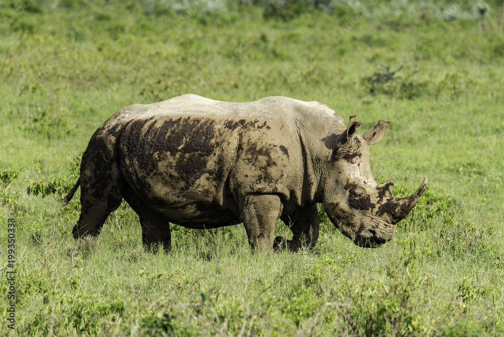 Muddy Rhino Muddy Rhino