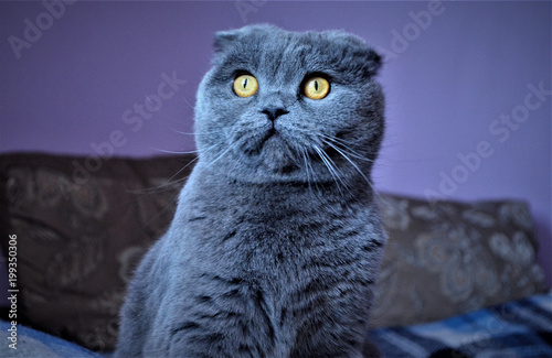 British Shorthair cat isolated on white. Surprised, wtf expression photo