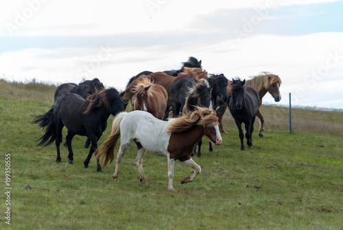 A herd of Icelandic horses in a pasture in Iceland © wjarek