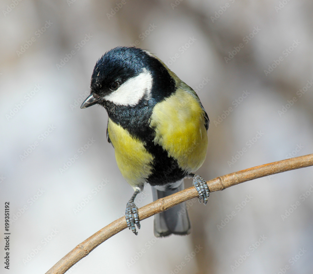 Fototapeta premium The Great Tit (Parus major) perched on a tree branch.