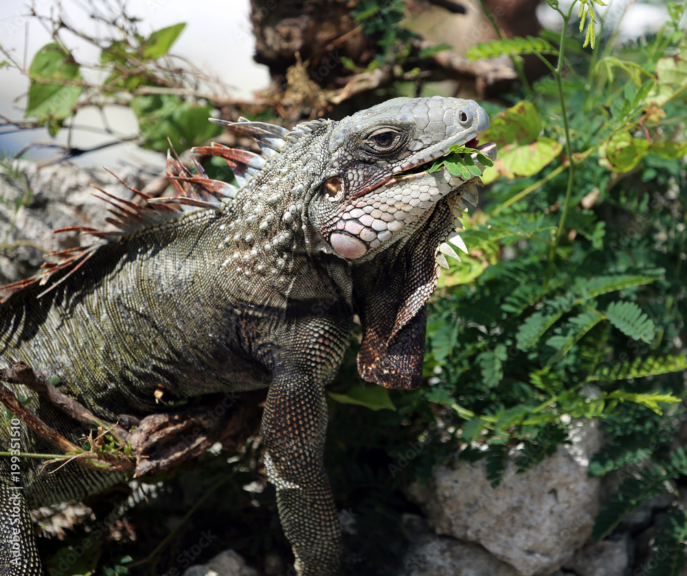 iguana with locust leaft in mouth, St. Croix, U.S. Virgin Islands,Lesser Antilles, Caribbean iguana with locust leaft in mouth, St. Croix, U.S. Virgin Islands,Lesser Antilles, Caribbean