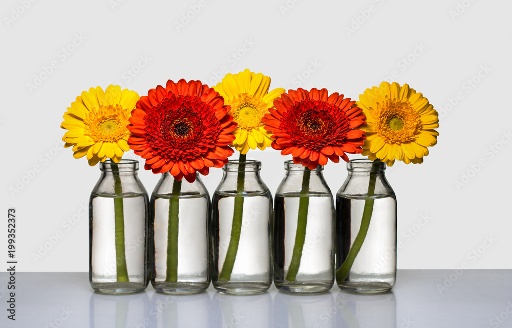Gerbera zweifarbig in Reihe