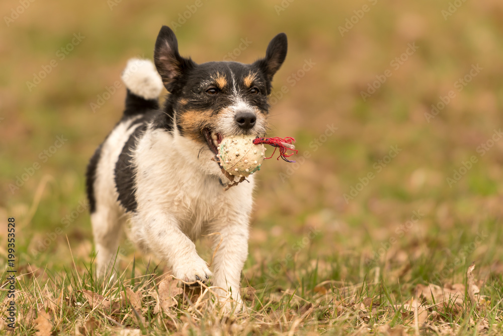 little dog runs fast over a meadow and holds a ball in his catch - cute Jack Russell Terrier Hound