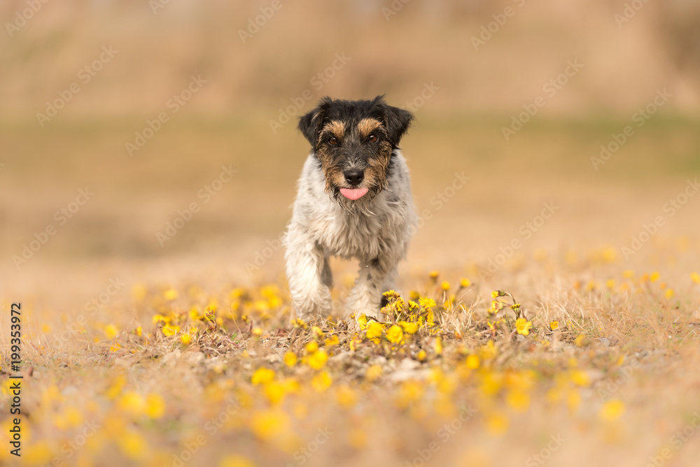 little dog runs over a blooming meadow in spring - cute Jack Russell Terrier Hound, 3 years old, hair style rough little dog runs over a blooming meadow in spring - cute Jack Russell Terrier Hound, 3 years old, hair style rough
