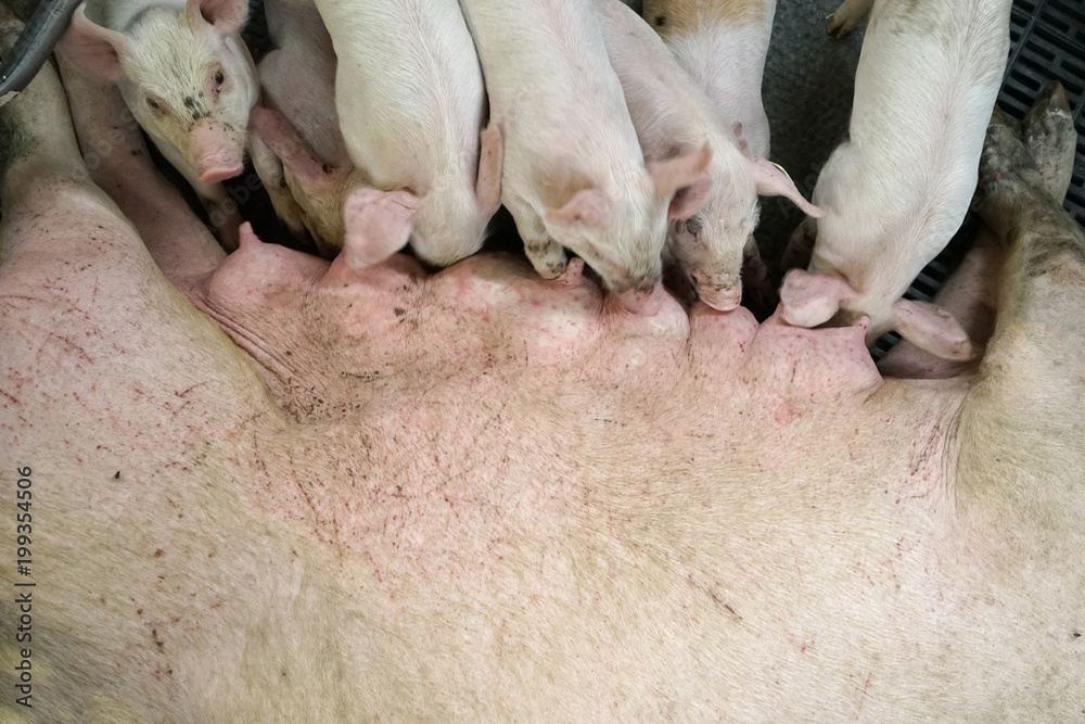 Big piglets sucking the the sow in opened room. Big piglets sucking the the sow in opened room.