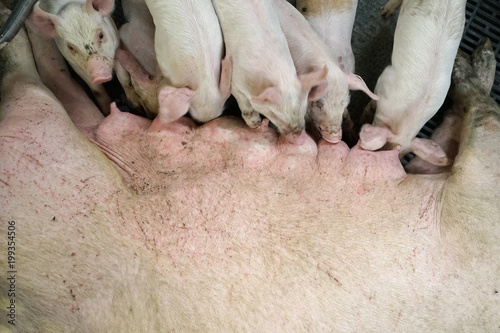 Big piglets sucking the the sow in opened room. photo