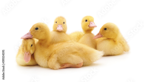 Group yellow ducklings.