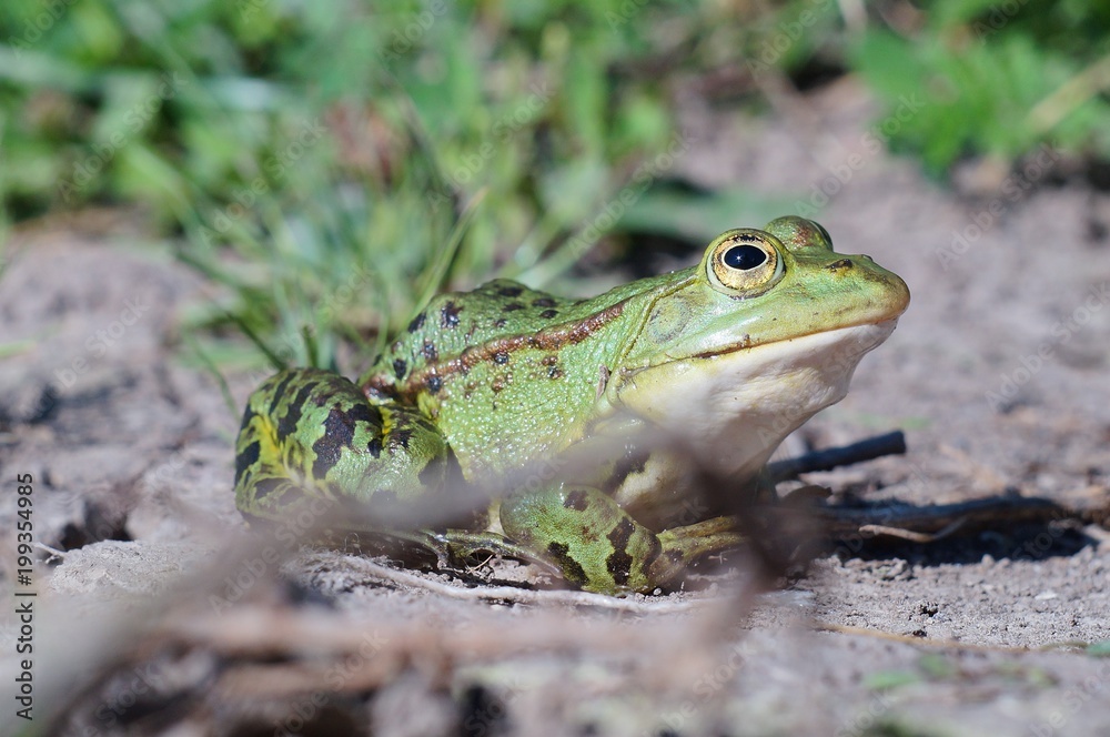 Fototapeta premium Firm Green toad (Bufotes viridis) showing off in a backyard lawn with bright green grass on a sunny day