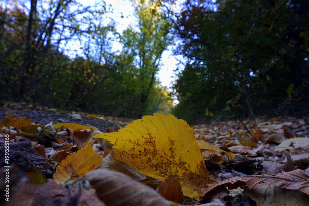 Obraz premium yellow autumn leaves