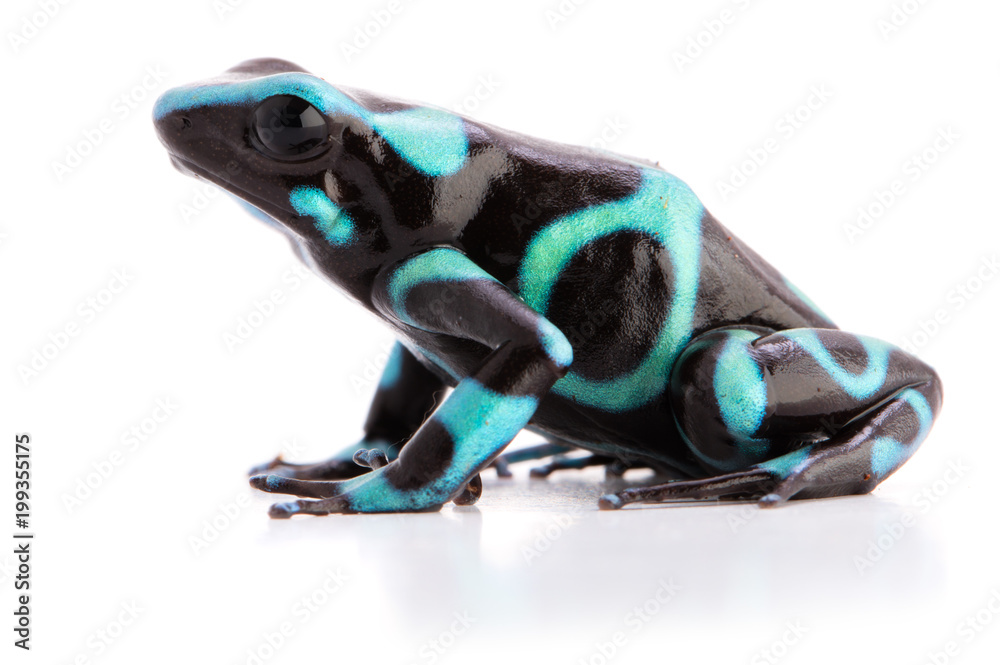 Fototapeta premium poison dart frog dendrobates auratus