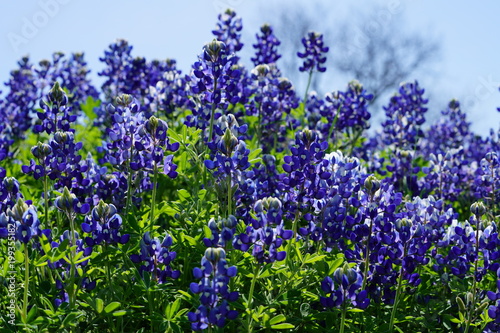 Beautiful bluebonnet flowers during spring time near Texas Hill Country  USA. 