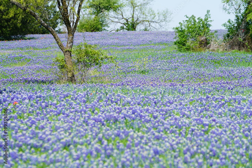 Beautiful bluebonnet flowers during spring time near Texas Hill Country, USA. Beautiful bluebonnet flowers during spring time near Texas Hill Country, USA.