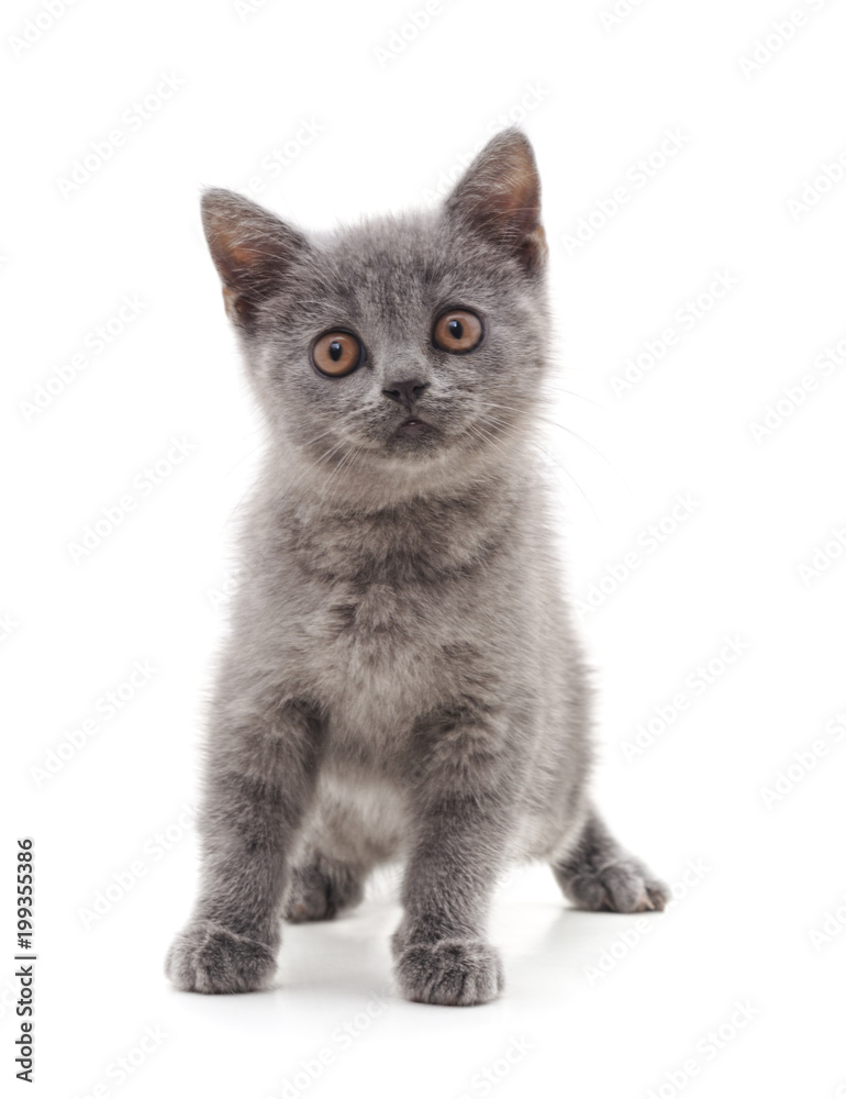 Little gray kitten.