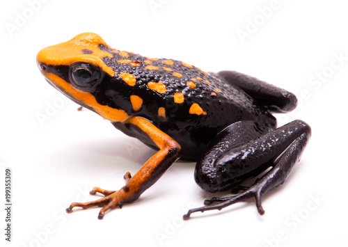 poison dart or arrow frog, Ameerega silverstonei. Orange poisonous animal from the Amazon rain forest of Peru. Isolated on white background...