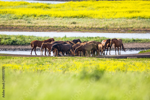 Fototapeta Naklejka Na Ścianę i Meble -  A herd of wild horses shown on Water island in atmospheric Rostov state reserve