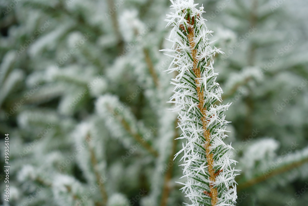 White snow on fir branch in winter forest.