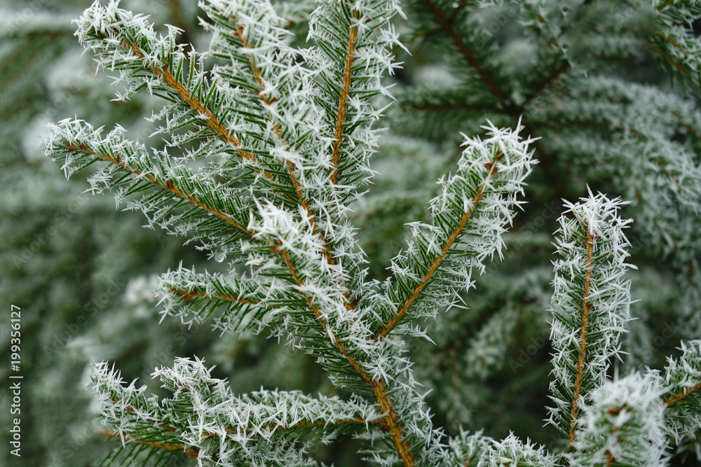 White snow on fir branch in winter forest. White snow on fir branch in winter forest.
